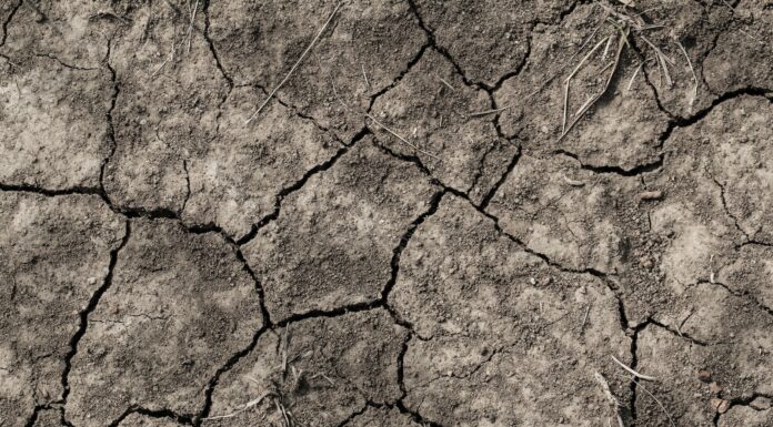 Remission closeup of dried soil