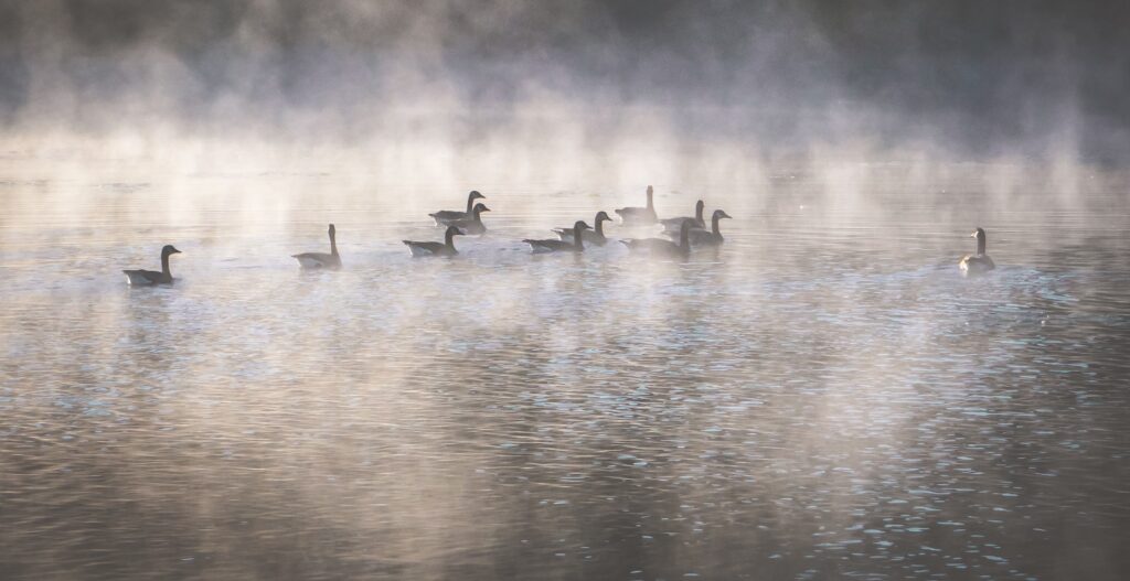 The Mist on the Water