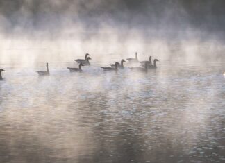 The Mist on the Water