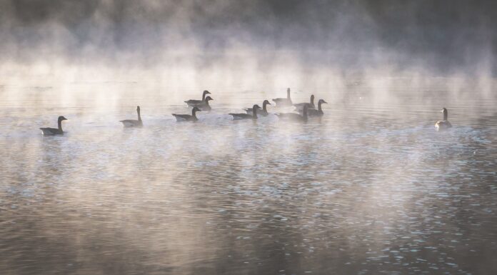 The Mist on the Water