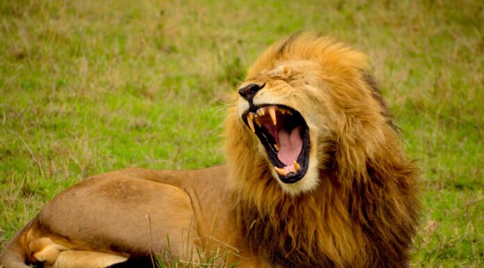 why poetry lion lying on green grass at daytime