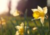 Daffodil focus photography of yellow-petaled flower