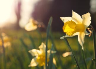 Daffodil focus photography of yellow-petaled flower