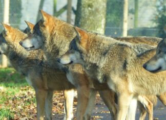 The day I don’t sing brown wolf on brown soil