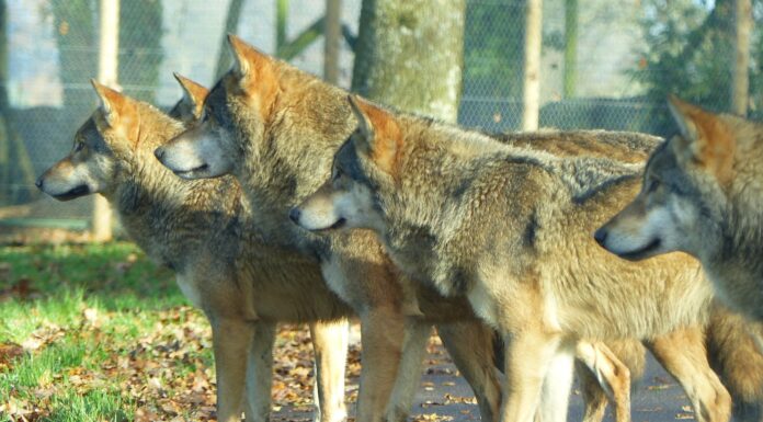 The day I don’t sing brown wolf on brown soil