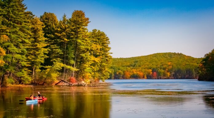 We Will Go Again in Autumn green trees beside lake under blue sky during daytime