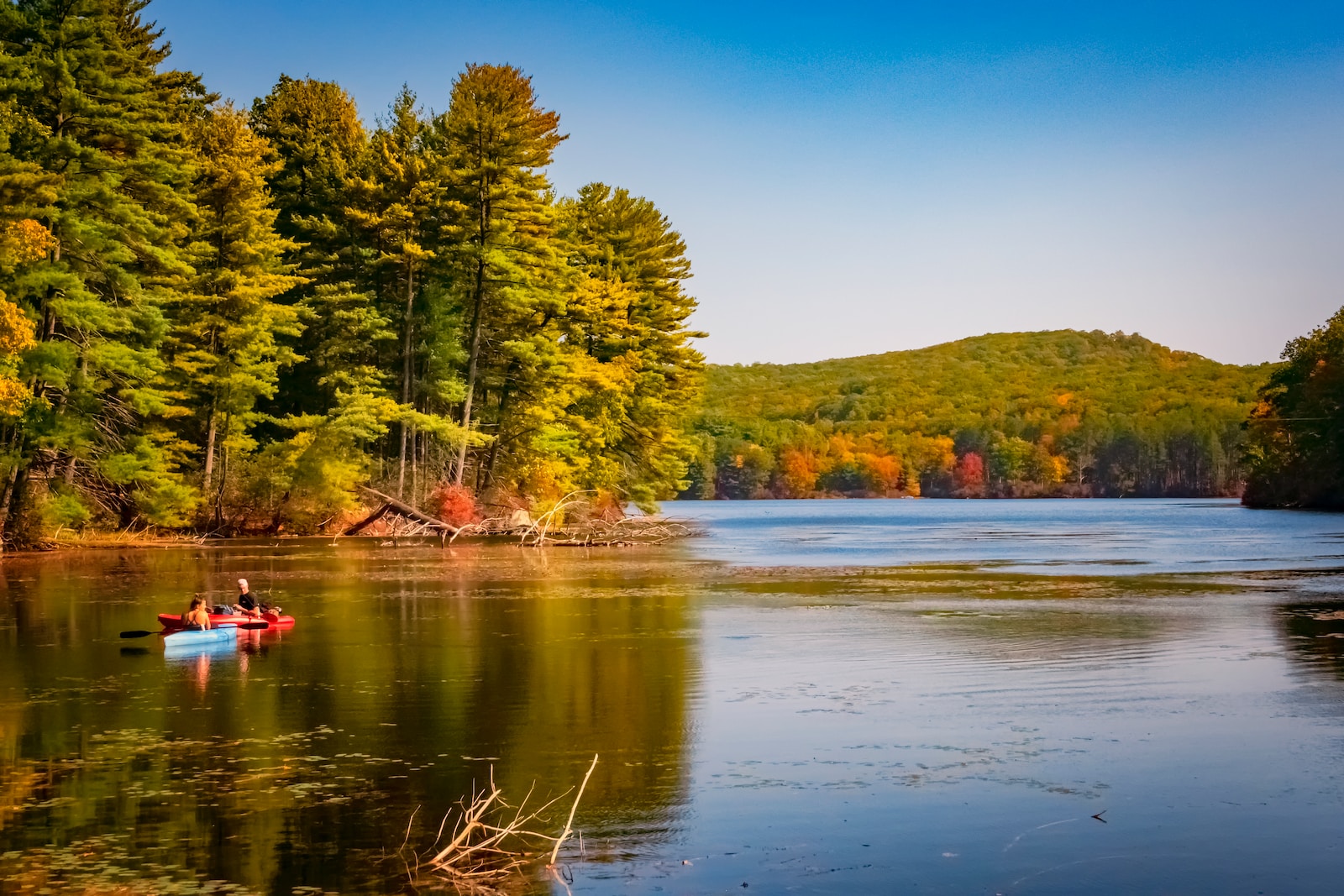 green trees beside lake under blue sky during daytime
