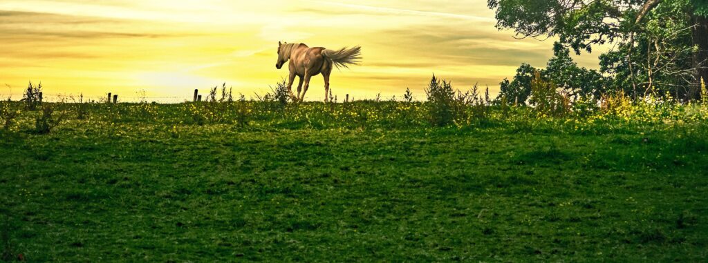 After You’ve Gone: Horses and Cigarettes