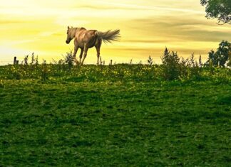 After You’ve Gone: Horses and Cigarettes