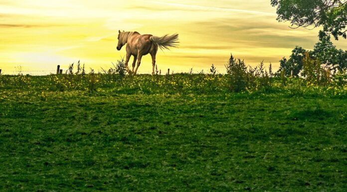 After You’ve Gone: Horses and Cigarettes