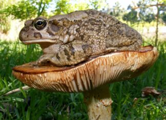 The Vapours brown and white mushroom on green grass during daytime