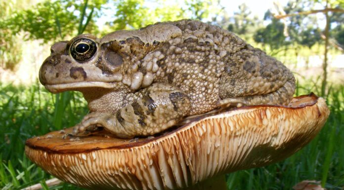 The Vapours brown and white mushroom on green grass during daytime