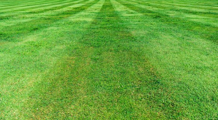 How Exciting! green grass field during daytime