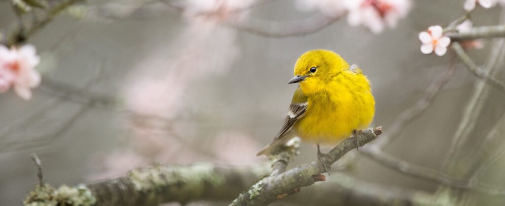 Bird With Yellow Breast