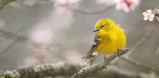 Bird With Yellow Breast