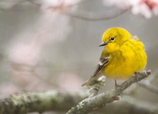 Bird With Yellow Breast