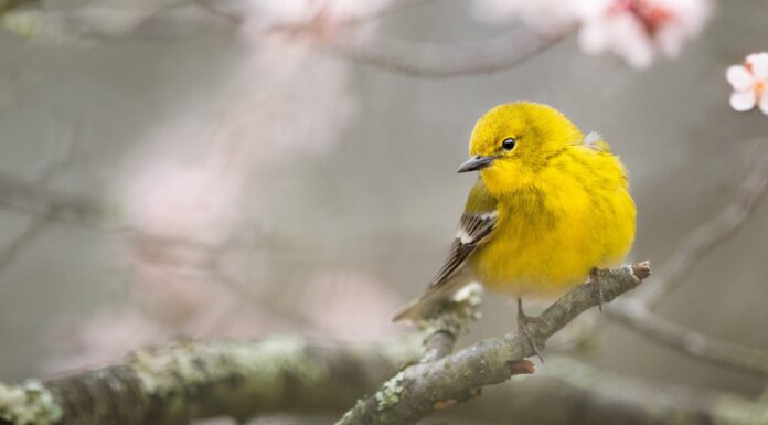 Bird With Yellow Breast