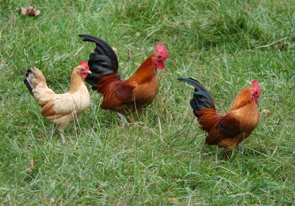 free-range poets