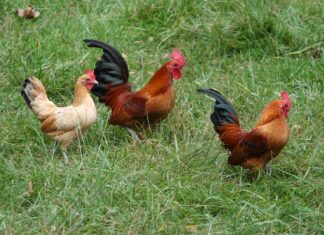 free-range poets
