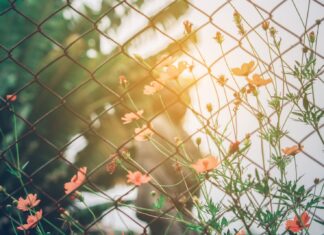 Recess pink petaled flower