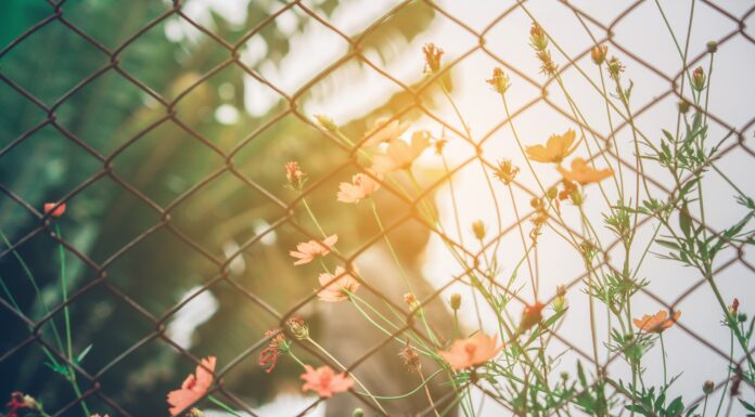 Recess pink petaled flower
