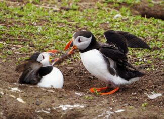Seeing the light two white birds