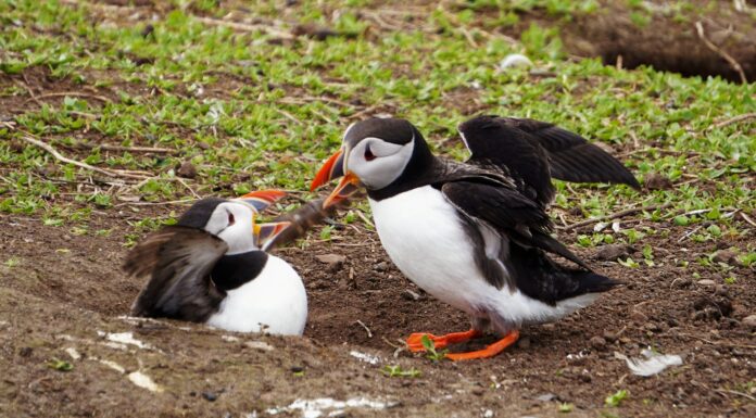 Seeing the light two white birds