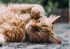Cats orange Persian cat sleeping