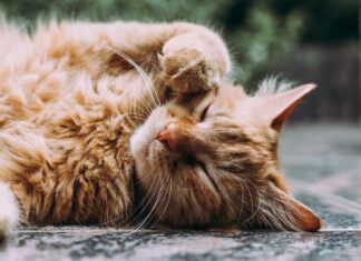 Cats orange Persian cat sleeping