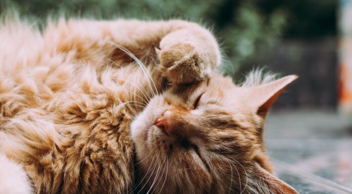 Cats orange Persian cat sleeping