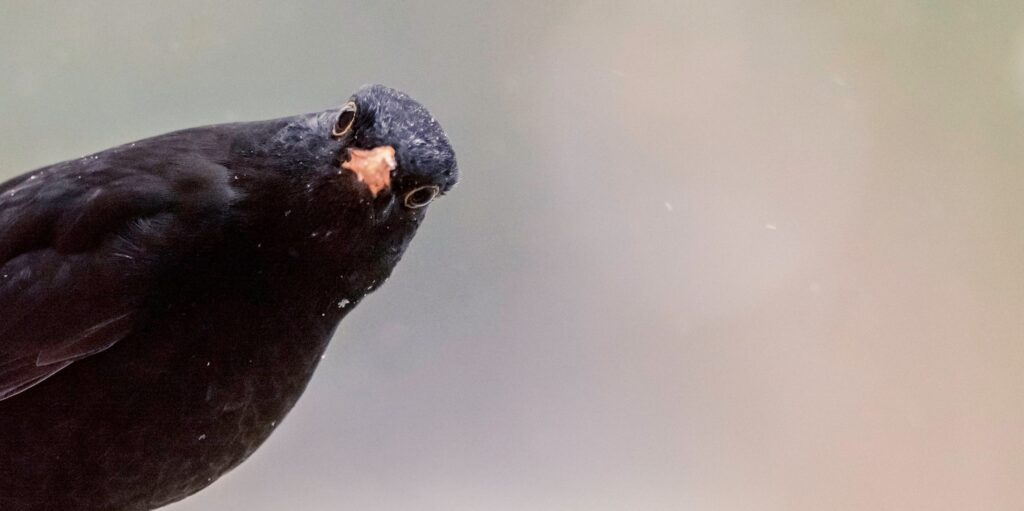 Blackbird