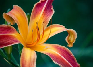 Of the Moment yellow and red lily in bloom during daytime
