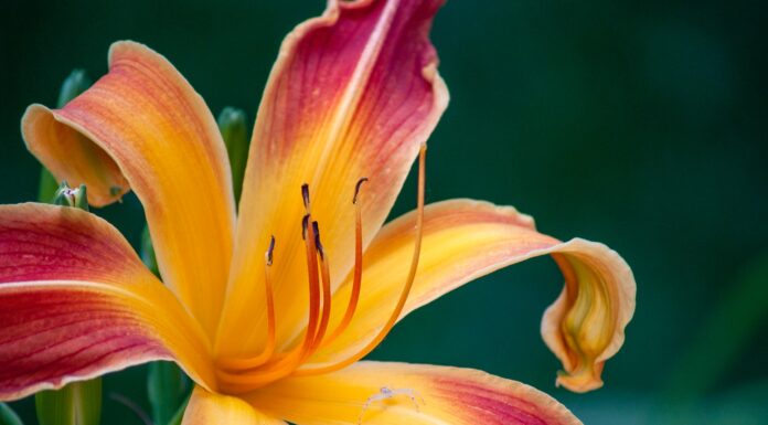 Of the Moment yellow and red lily in bloom during daytime