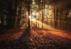 Abscission forest against sunlight at daytime