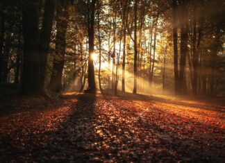 Abscission forest against sunlight at daytime