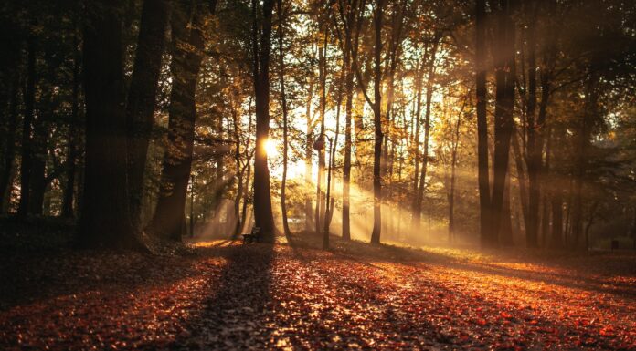 Abscission forest against sunlight at daytime