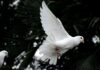 Mourning In Five Parts two white doves flying