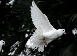 Mourning In Five Parts two white doves flying