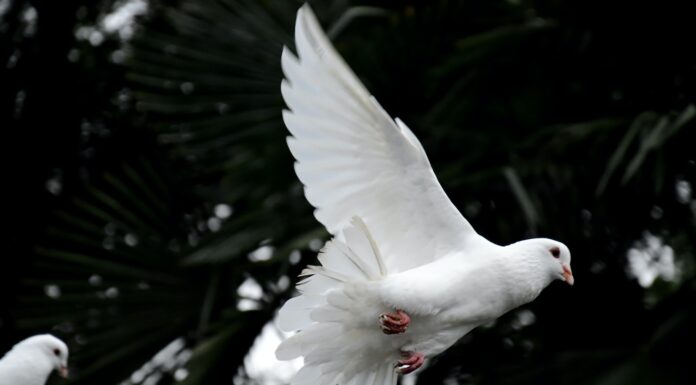 Mourning In Five Parts two white doves flying