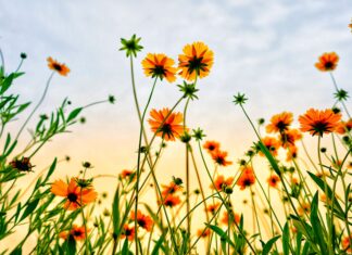 The Love Death Cannot Touch