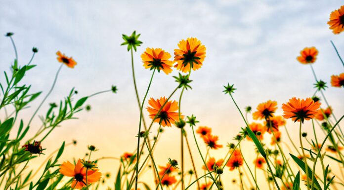 The Love Death Cannot Touch