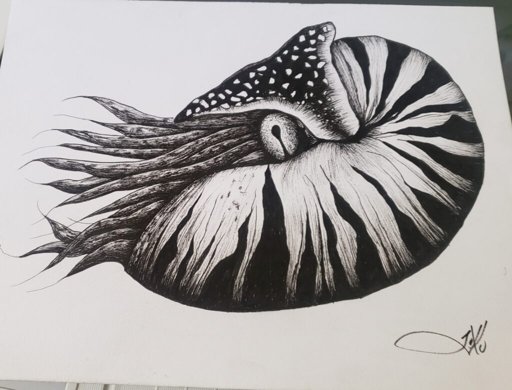 nautilus