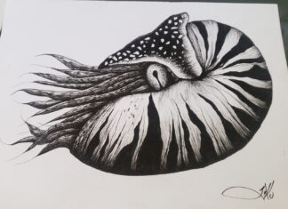 nautilus