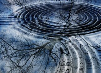 The Tree Ring Record
