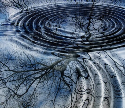 The Tree Ring Record