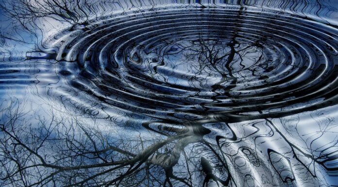 The Tree Ring Record