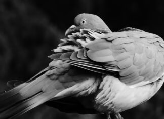 Pigeon