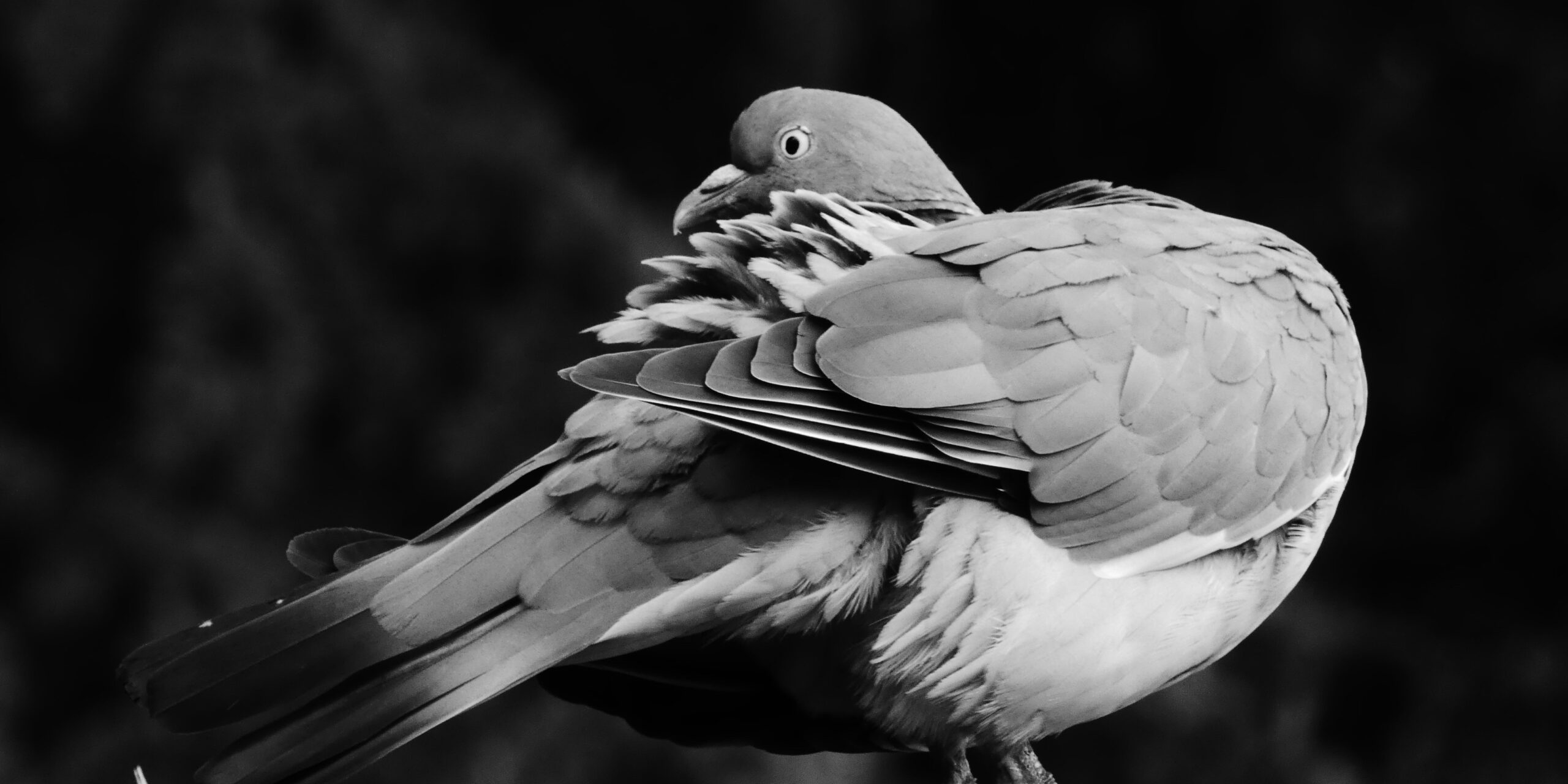 Open arts forum pigeon