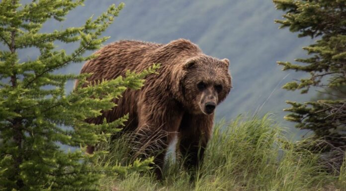 The Bears in my Life