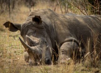 Stung by news of poaching